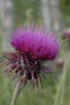 image of cardoon