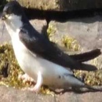 image of bird