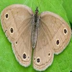 image of animal
