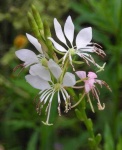 image of flower