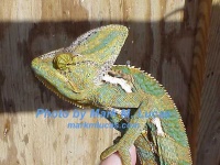 image of african_chameleon