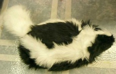 image of skunk