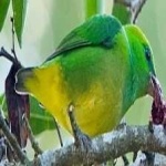 image of bird