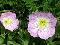 image of flower