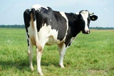 image of animal