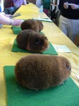 image of guinea_pig