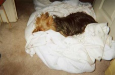 image of australian_terrier