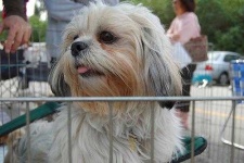 image of lhasa