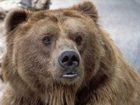 image of animal