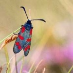 image of animal