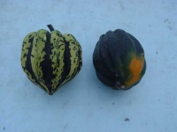 image of acorn_squash #18