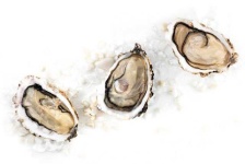image of oyster #41