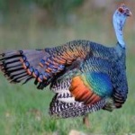 image of ocellated_turkey #5