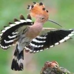 image of bird