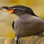 image of bird