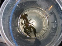 image of crayfish