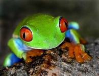 image of tree_frog #20