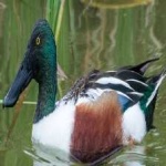 image of bird