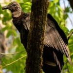 image of bird