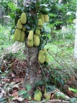 image of jackfruit