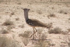 image of bustard
