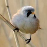 image of bird