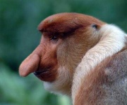 image of proboscis_monkey