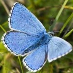 image of animal