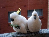image of sulphur_crested_cockatoo #32