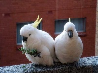 image of sulphur_crested_cockatoo