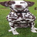image of animal