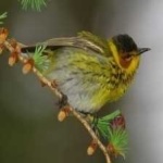 image of bird