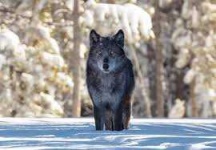 image of wolf #17