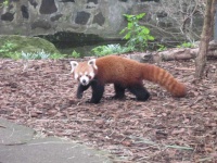 image of animal