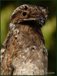image of potoo