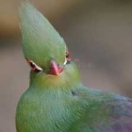 image of bird