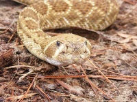 image of diamondback #13