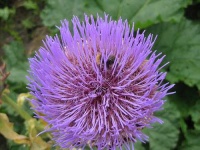 image of artichoke