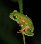 image of tree_frog #27