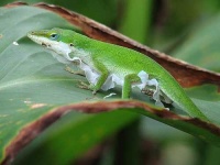 image of american_chameleon