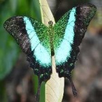 image of banded_butterfly #95