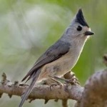 image of bird