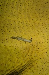 image of flatworm