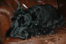 image of scottish_terrier #9