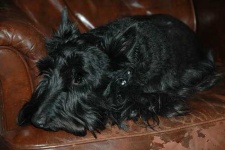 image of animal