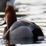 image of bird