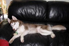 image of eskimo_dog