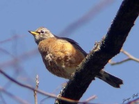 image of robin