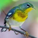 image of bird