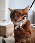 image of animal